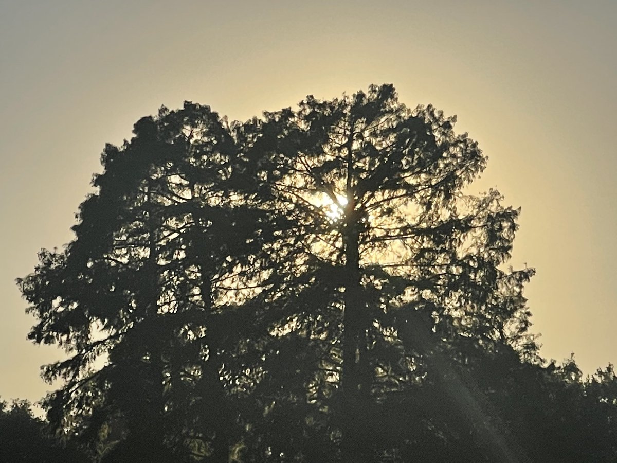 QueenMalarcher's tweet photo. I did a quick walk! I hate it’s getting dark so early. #LSULakes https://t.co/aHK2KOGUVu