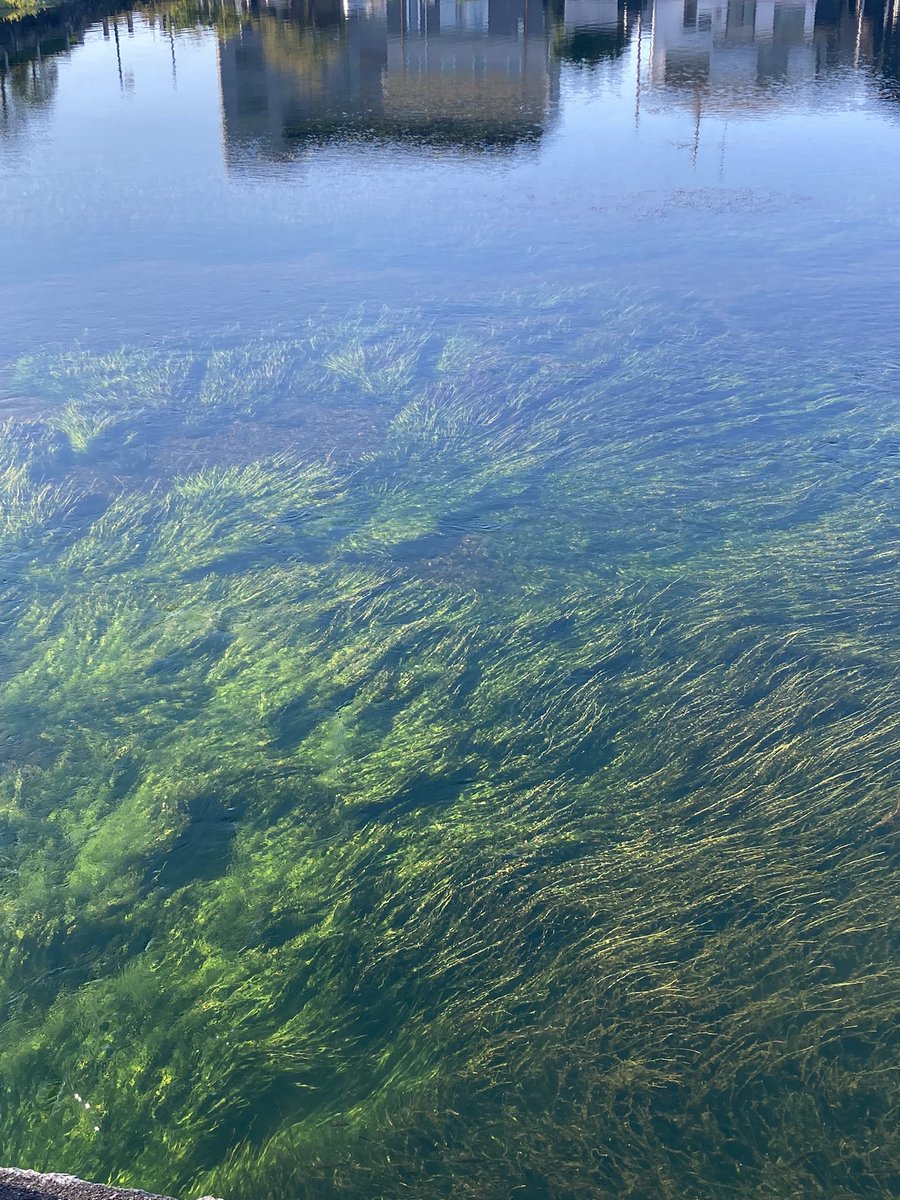 朝の琵琶湖。大きな鯉がいた☺️
綺麗なものを、綺麗と感じれる心でいたい。
悲しい話はもういいかな〜
