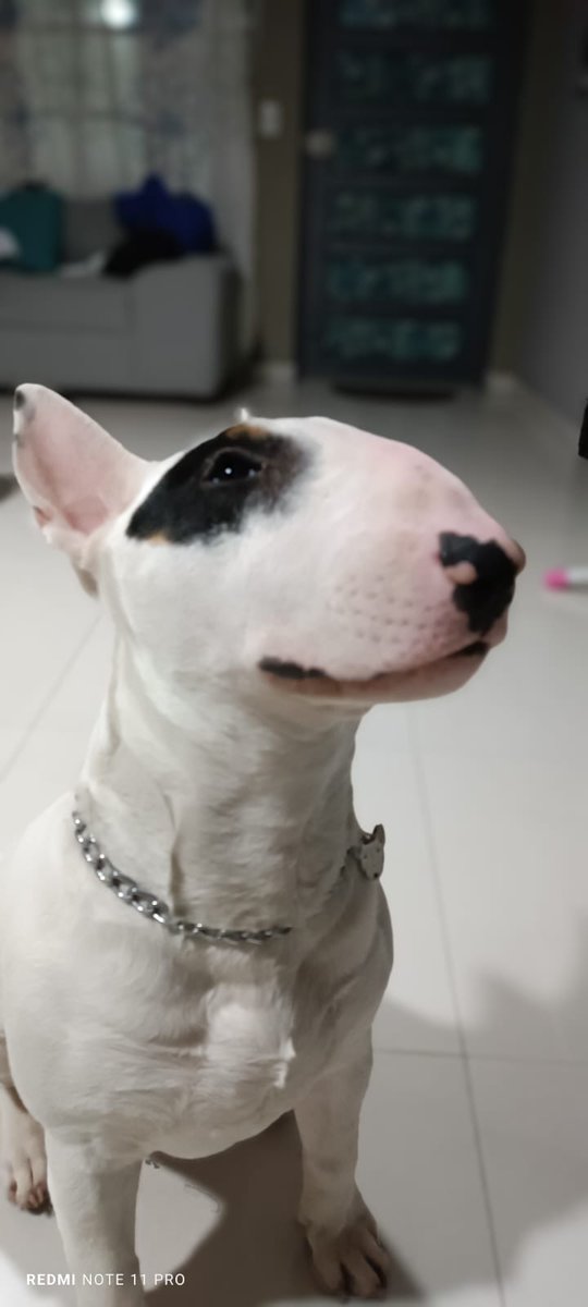 CarMoy1983's tweet photo. #bull_terrier Ramoncito 😎👍🏾 https://t.co/dQS9bfwsZA