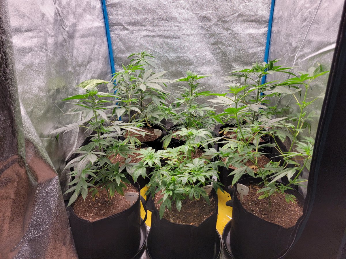 KC_Flower_Power's tweet photo. Day 2 of flower &amp; the Blueberry Runtz &amp; Blueberry Runtz x Jack Herer testers from @SnGGenetics are already showing some nice growth to them under the @spiderfarmerled #SF1000 @SfVilina https://t.co/h3ApyRlO9j