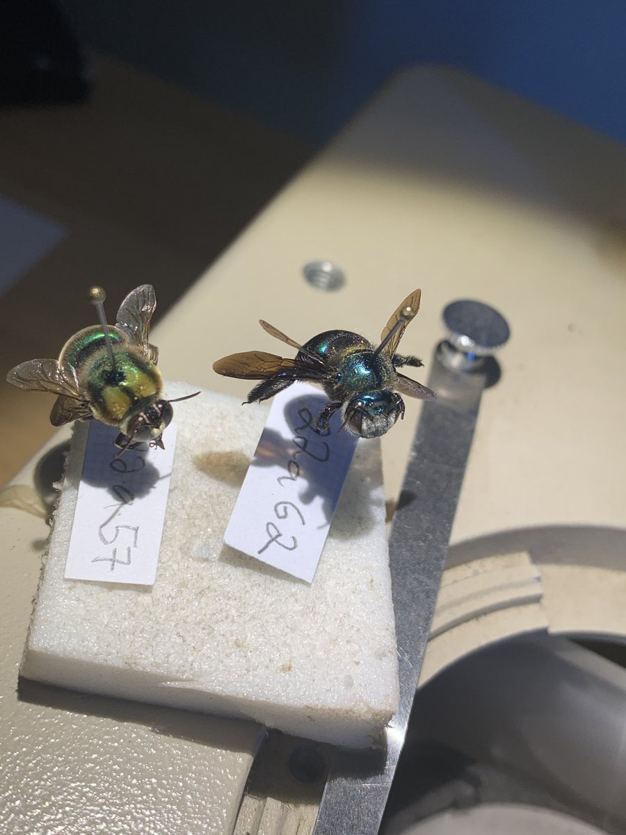 IDing #OzPollinators for <a href="/thebuzzbus/">The Buzz Bus</a> - have you ever seen anything so beautiful 😍?!
#buzz <a href="/NatGeo/">National Geographic</a> #Xylocopa #jewelsofnature #taxonomy