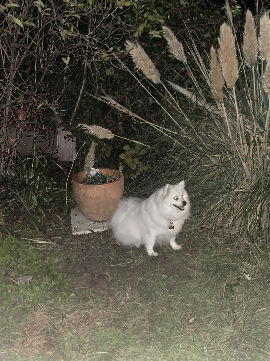 KodasThoughts's tweet photo. keeping watch of her❤️ https://t.co/wtQEUUoLpY