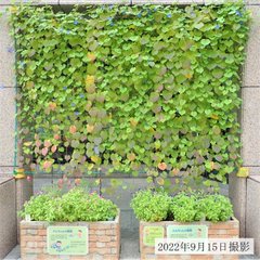 サンベルクス 陸上部が足立区長に ニューイヤー駅伝18 の出場報告を行いました 足立区