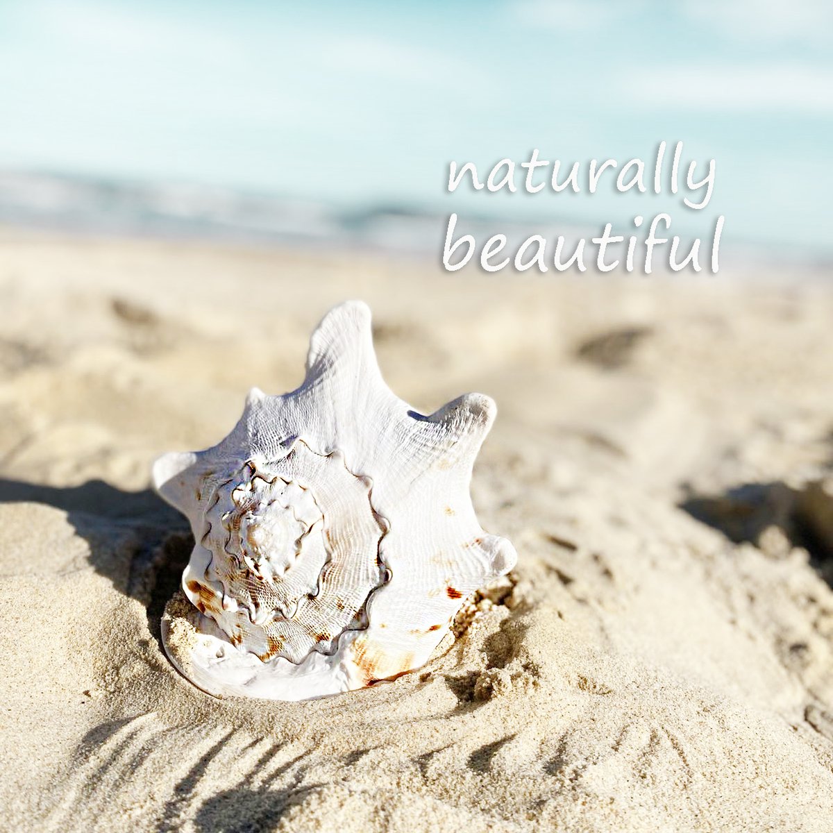 BondiUgg's tweet photo. MERINO SHEEPSKIN - A naturally beautiful material used to make our Australian Made slippers and boots.
#bondiugg #bondi #bondibeach #sheepskin #australian #seashell #slidethongs #woolslides #woolslippers #sheepskinslippers #uggs #uggboots #footwear #womensboots #mensboots https://t.co/K8NeEBBD6J