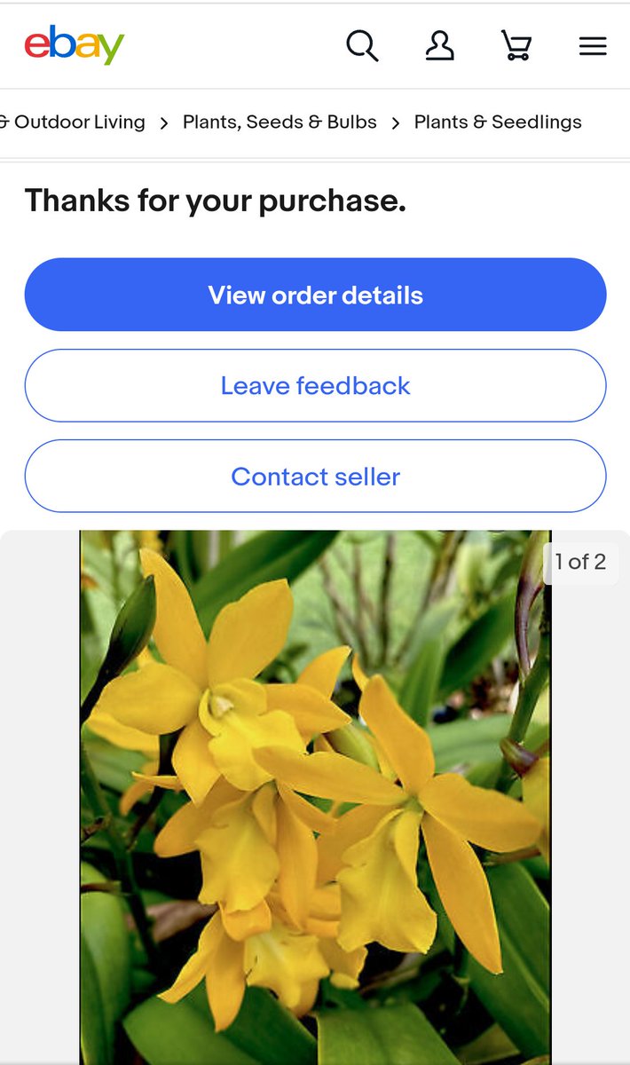 PetrovichBilly's tweet photo. Incoming(I screenshot the listed #Orchid,not @eBay 's "Thank's for your purchase")! https://t.co/QBMmv4pB0t
