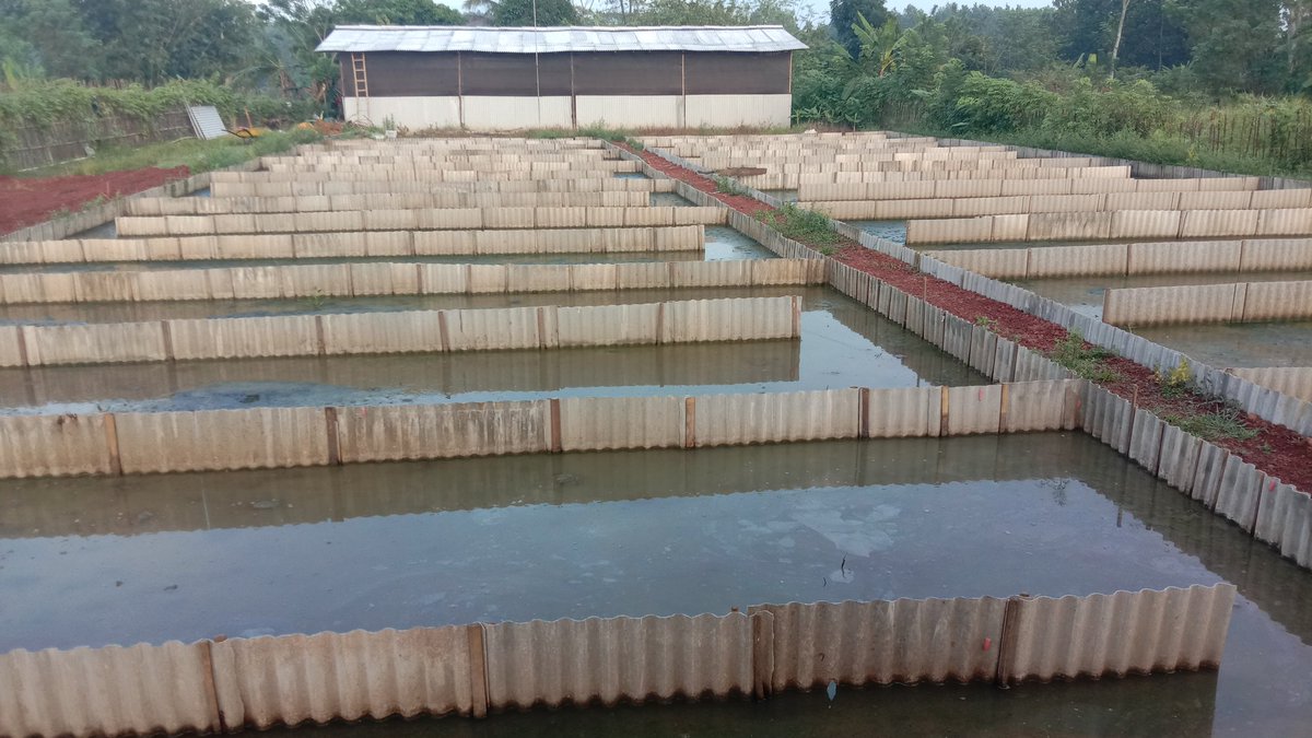 budidaya terintegrasi antara pembenihan ikan-pembesaran ikan-maggot-puyuh dan cacing sutra sehingga menghasilkan usaha yang saling mensupport usaha lain....
<a href="/BudidayaKKP/">Budidaya KKP (DJPB)</a> <a href="/bbpbat_sukabumi/">BBPBAT SUKABUMİ</a> <a href="/BeritaKKP/">KKP News</a> <a href="/dkpjateng/">DKP Prov Jateng</a> @brsdm_kp @puslatluhkp