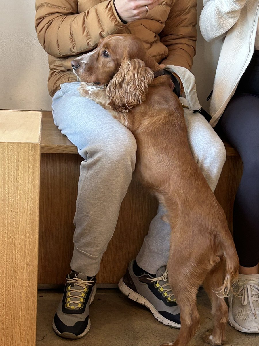 I cannot stop thinking about this pup