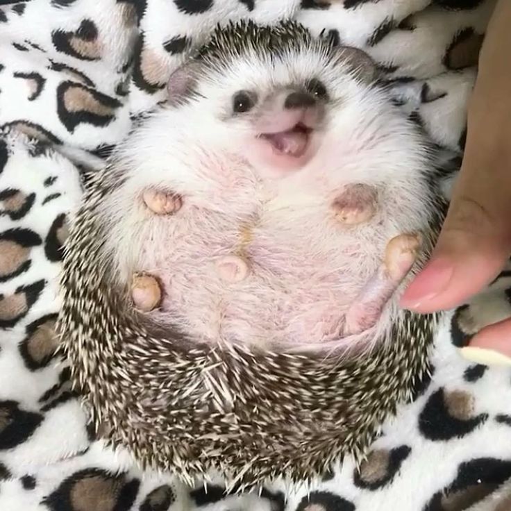 Tott0ri's tweet photo. 🦔 #animales #cute #bodyspin https://t.co/xaxw58rKh2