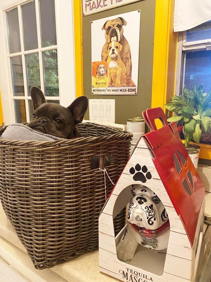 Congratulations to the Georgia English Bulldog Rescue &amp; Taira C., for your very successful Mascota Tequila Blanco Fundraiser, that generated $3,400.00 to cover the costs of a much needed cleft palate surgery for Cap!!❤ 🐾   #inspiredbylove ❤🐾 
#mascotatequila #mascota #tequila