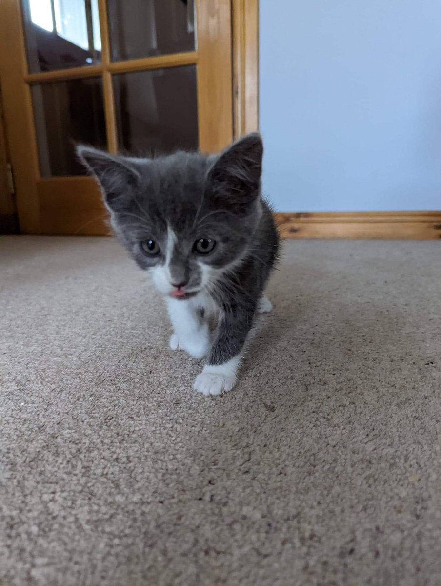 itzdrk's tweet photo. Looking forward to finishing kitten proofing my flat tomorrow. Wee trip to Hamburg Thursday then Rosa comes on Monday. Good times ๐ค #catDa https://t.co/VdPg0cFXig