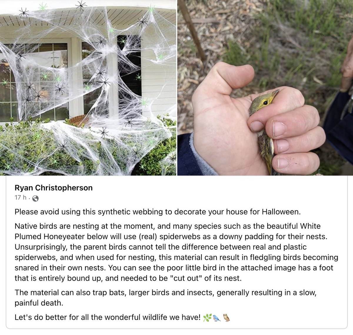 ParrotOfTheDay's tweet photo. Hey kids! Your crappy Halloween decorations are killing birds, bats and insects. Fireworks, helium balloon releases, plastic spiderwebs... how much more shit can humans devise for their own entertainment and amusement that disturbs and kills wildlife? https://t.co/K2FICRFtBG