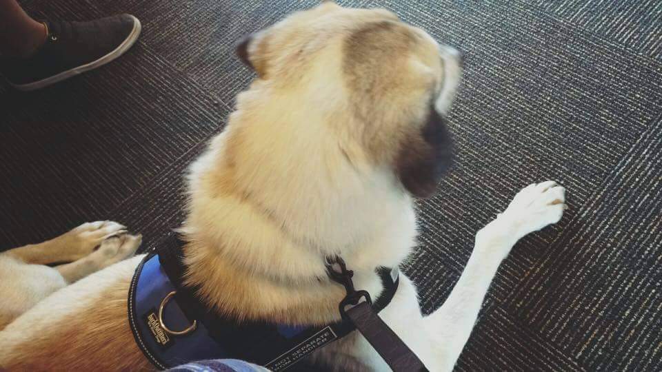 PawsUnitePeople's tweet photo. From the streets of Afghanistan in 2014, to the Festa house for training in 2015,  to a veterans side in Texas as a service dog in 2016, Anatoli is a PUP Patriot alumni who had quite a journey. 
Help us hit match $10,000 if we hit goal by Nov 11 🙏
https://t.co/ISf0z4gOnW https://t.co/ybIkzTGLeL