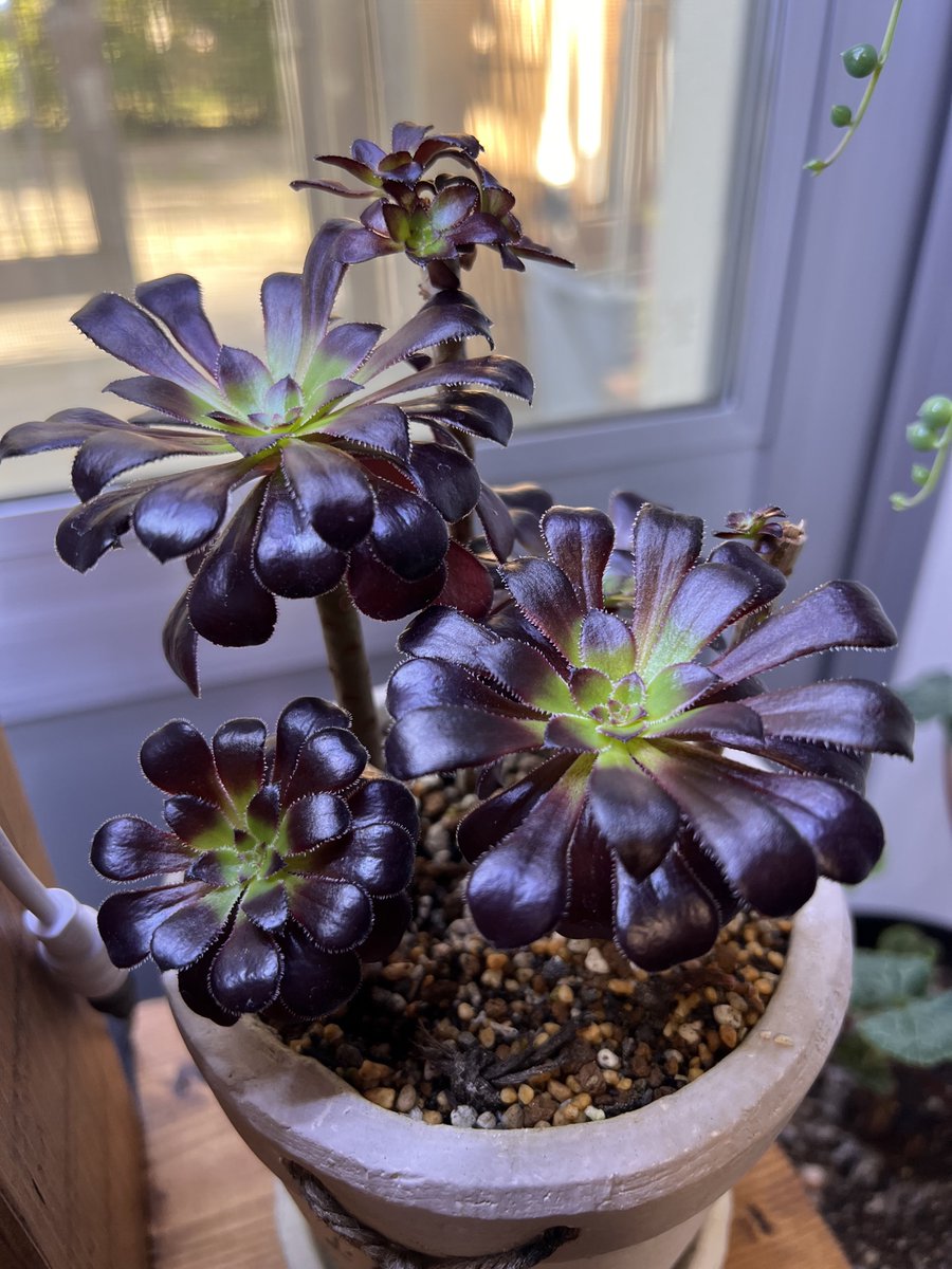 好きに 多肉植物 黒法師3 植物 観葉植物 Gramon Com Py 好きに 多肉植物 黒法師3 植物 観葉植物 Gramon Com Py