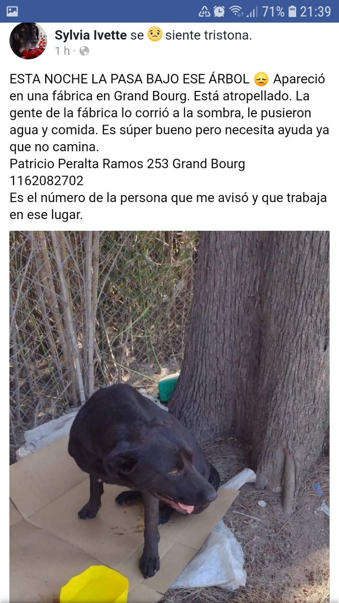 RaquelMait's tweet photo. Atencion Grand Bourg, perrito atropellado que no puede caminar necesita ayuda🙏 https://t.co/5PnAyqRlp7