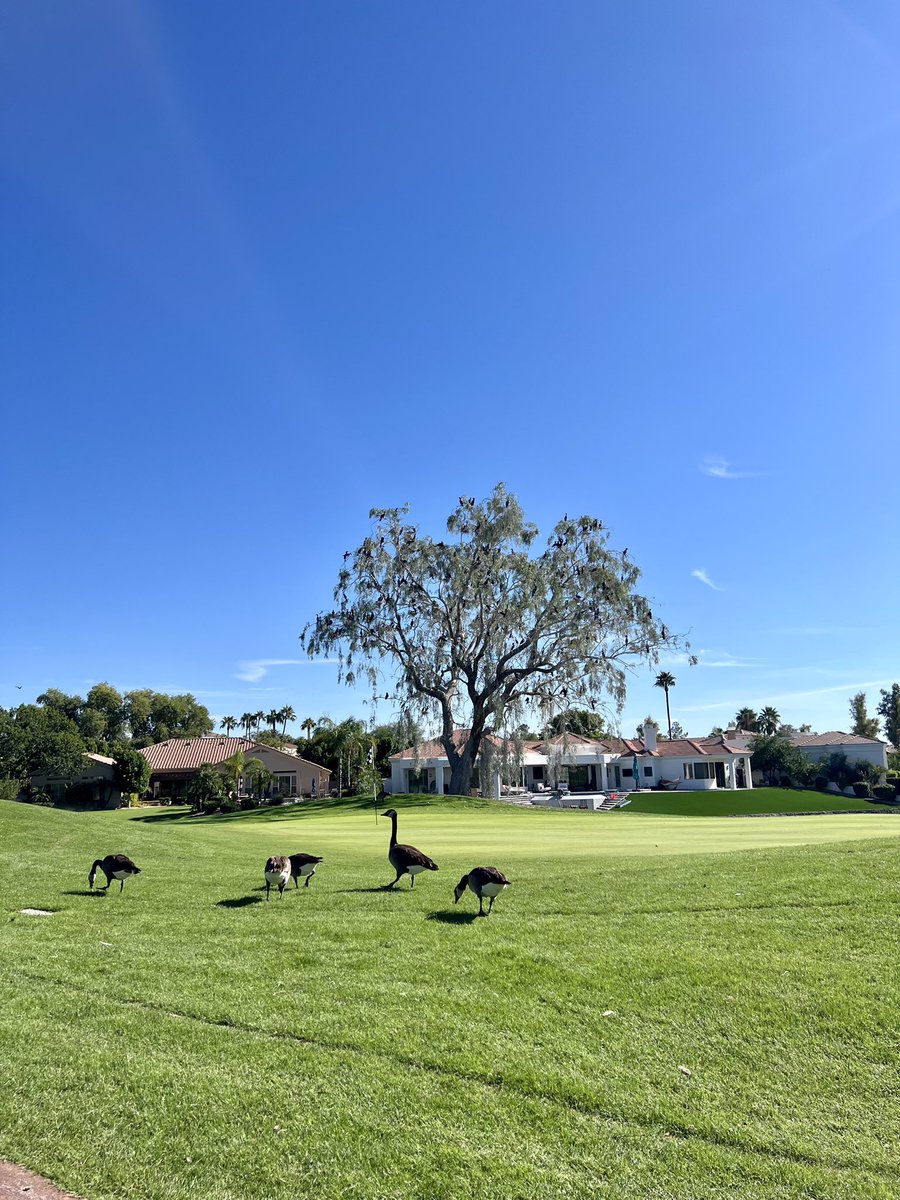AlexInNM's tweet photo. Ocotillo Golf Club https://t.co/wO3eaFupVc