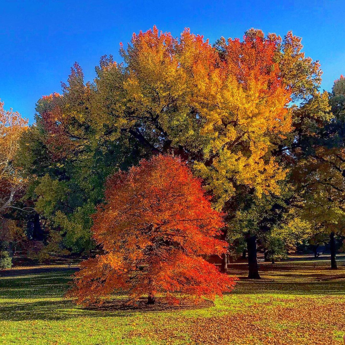ConfidentialUn's tweet photo. Fall's beautidul colors
#fall #fallreds #fallcolors #bestseason #botanicalgarden #nybg https://t.co/sDq8mnbfRk