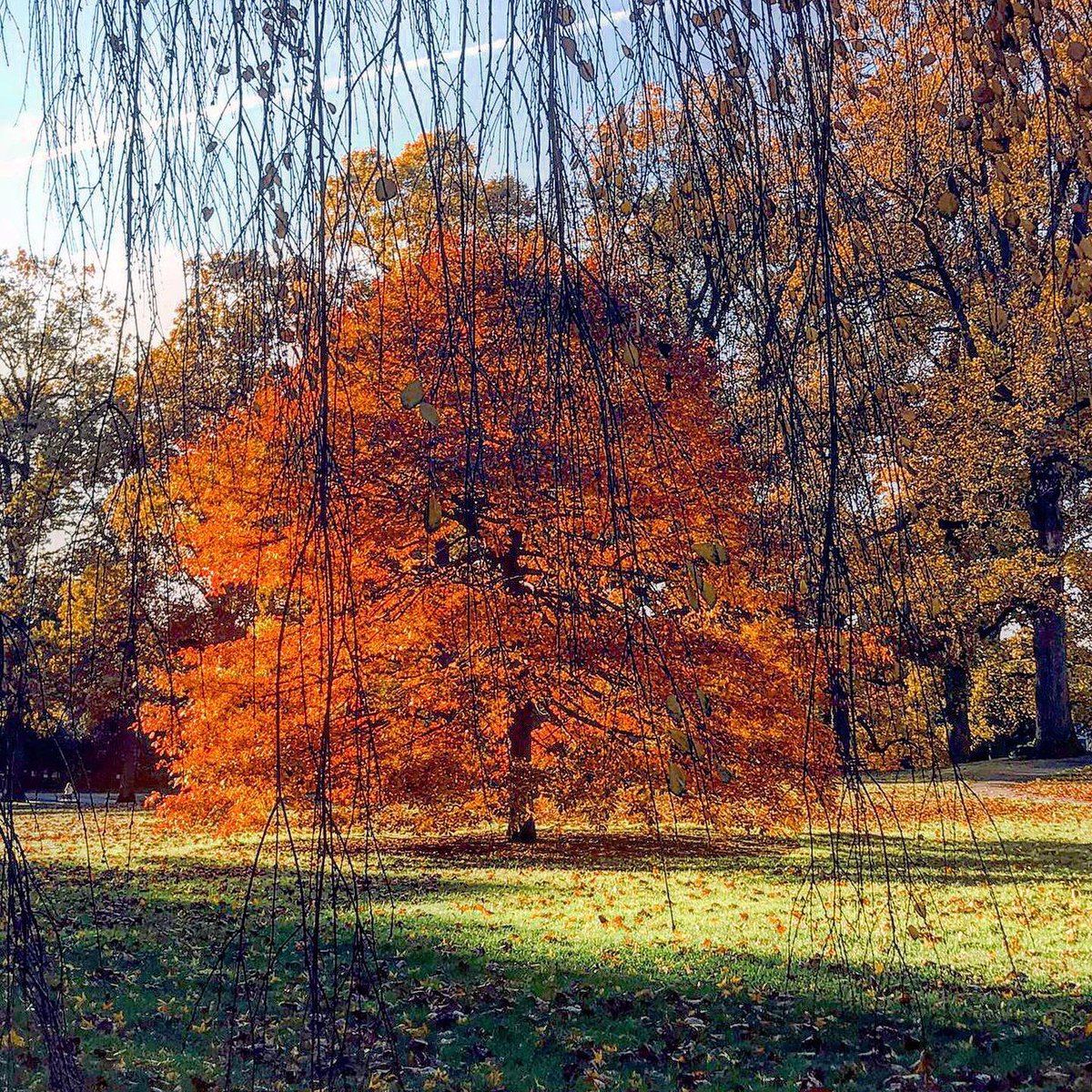 ConfidentialUn's tweet photo. Fall's beautidul colors
#fall #fallreds #fallcolors #bestseason #botanicalgarden #nybg https://t.co/sDq8mnbfRk