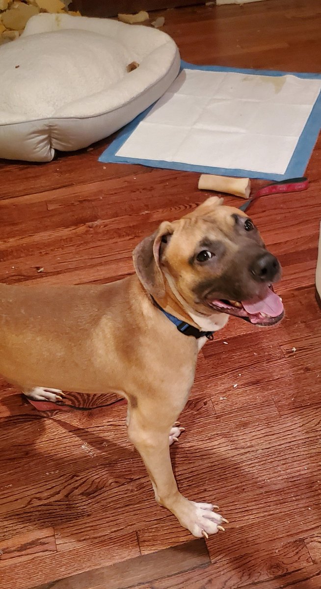 HGLMastifRescue's tweet photo. Rodd from @NYCACC ♥️🐾 
Look at that smile!! 
I'm so thankful to his foster. 
#fosteringsaveslives
#adoptdontshop https://t.co/hCPEpSFyt5