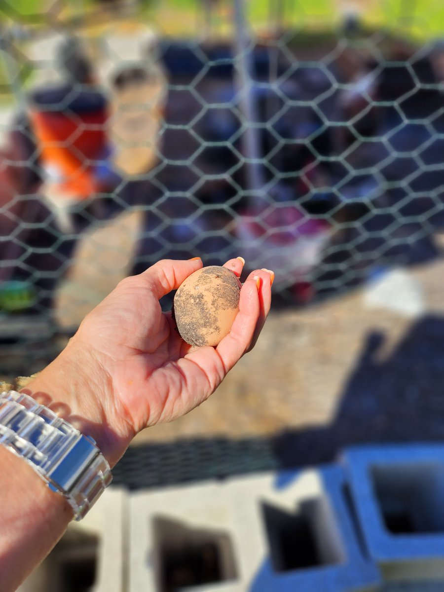 Thank you Nugget for tomorrow's breakfast!#emotionalsupportchickens #MAST2223 #UNDERTHEARMOUR #schoolcounselorsmatter <a href="/josemartimast/">Jose Marti MAST 6-12</a> <a href="/miamimagnets/">Miami Magnet Schools</a> <a href="/StdtSvcsMDCPS/">Student Services</a>