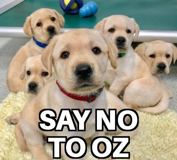 ShirlAAdams's tweet photo. @DrOz NewJersey Dr. OZ is a fraud who sells health supplements on TV. Lawsuit was filed; he paid millions to plaintiff.
Worse he was a puppies, pigs, rabbits, rats torturer for medical experiments. Columbia Med Research cut ties with him! #FettermanABetterMan
#PAVotesBlue🌊
︎︎︎︎ https://t.co/6rQtshNax0