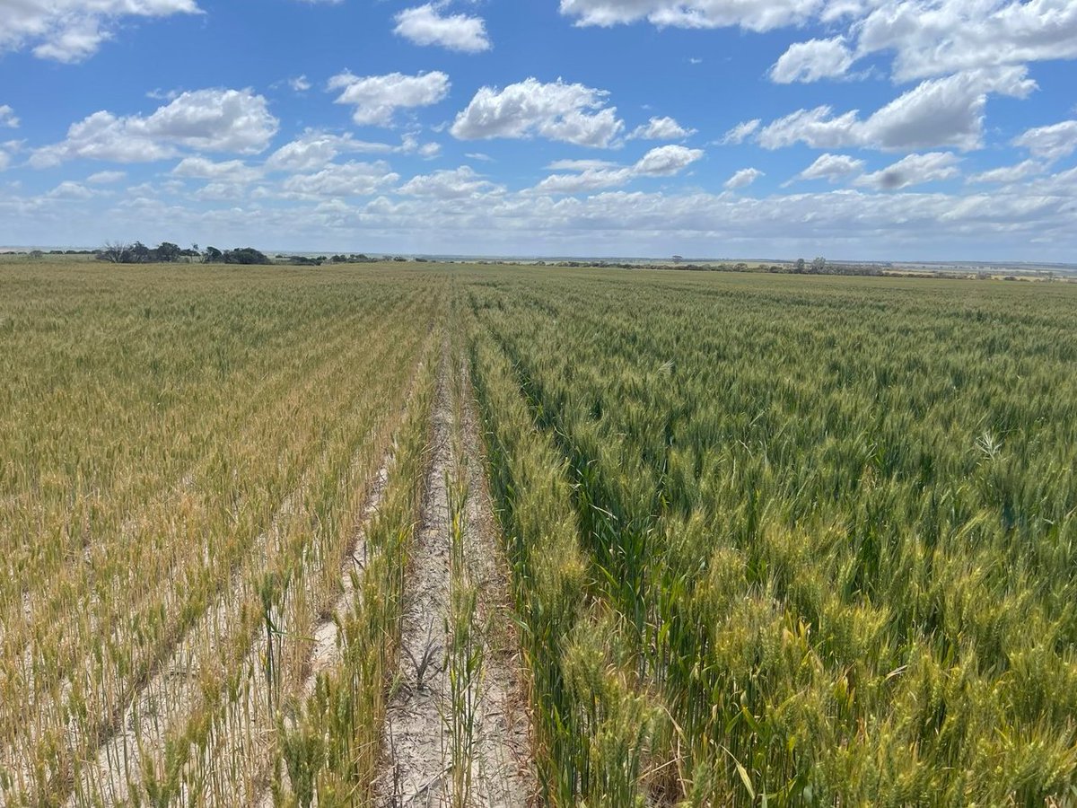 mcintoshandson's tweet photo. To deep rip, or not to deep rip? 🌾 The proof is in the pictures.

Check out these photos from @Browny_96 in Yelbeni, who set his @GessnerInd Deep Ripper to 550mm.

Gessner’s machinery is built to last - Contact us for forward orders 👉 https://t.co/lKx63HmsPs https://t.co/ExgUC28vI7