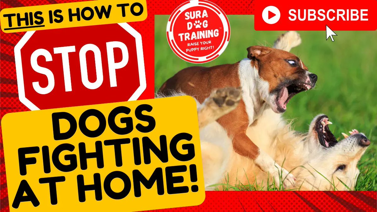 SuraDogTraining's tweet photo. 🚨 #VIDEO 🚨 THIS is How To STOP #Dogs Fighting At Home!
👀 https://t.co/pxu0pkjigt ➡️ Like & Subscribe!
#cutedogs #dogsoftwitter #dogsontwitter #dogsoftwittter #Dogmom #puppy #dogtraining #puppytraining #dogtrainer #tiktok #dogsfighting #dogfight #Puppies #puglife https://t.co/qLvRddLxrC