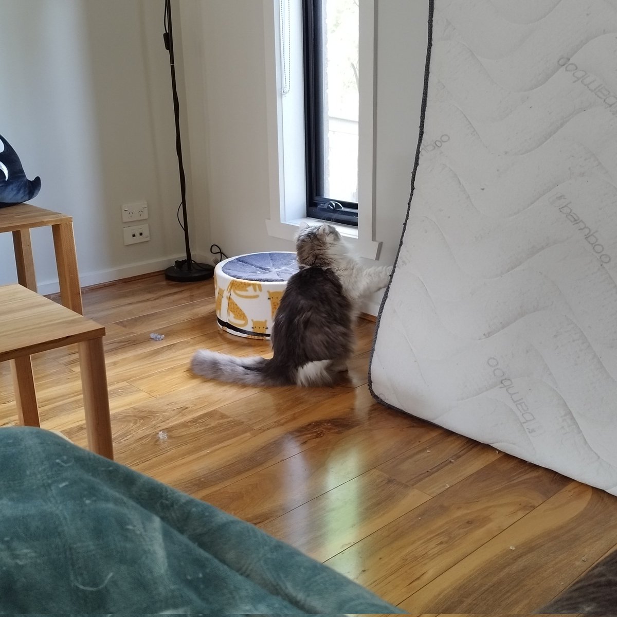 scruffkit's tweet photo. Scruff claw definitely no stuck in dis mattress..... Definitely no.... Sighhhh
#FIVCatsClub #CatsOfTwitter https://t.co/5zjUiEmamo