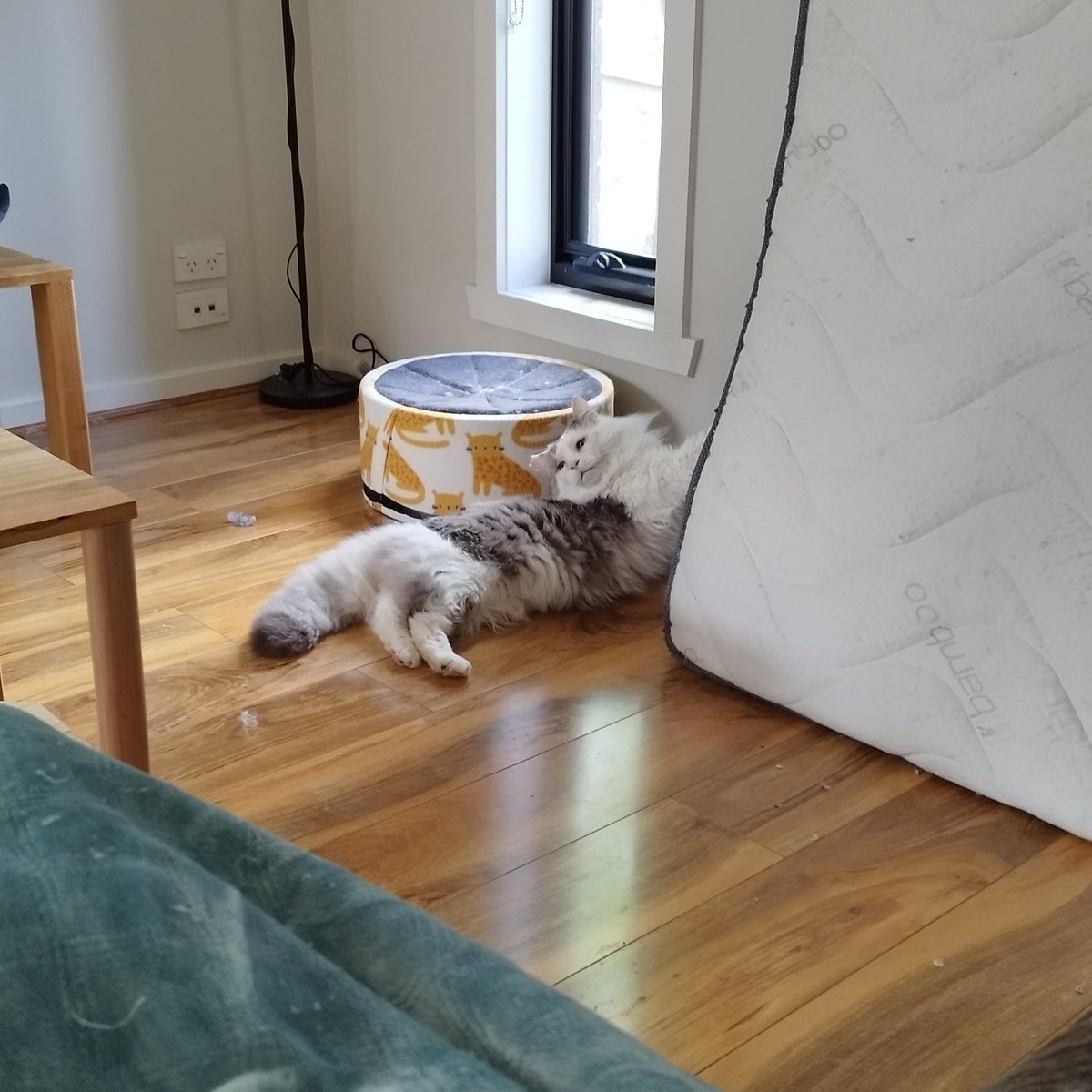 scruffkit's tweet photo. Scruff claw definitely no stuck in dis mattress..... Definitely no.... Sighhhh
#FIVCatsClub #CatsOfTwitter https://t.co/5zjUiEmamo