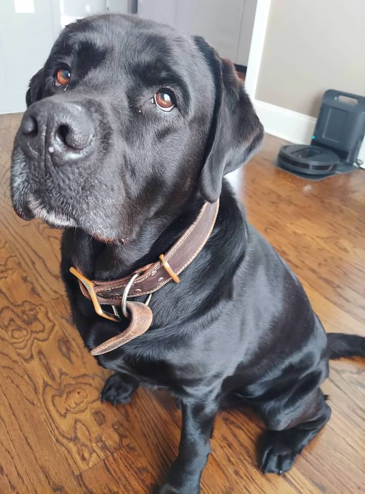Lady_Verity's tweet photo. I'd like to introduce you to the guy who has my heart, the best-boy doggo Marshall! Gaze upon his nose frecky. 🖤

#blacklab #blacklabrador #blacklabradorsofinstagram #handsomedog #bestboy #bestfriend 
#lady4lo #twitchstreamer #gamergirl https://t.co/06y0vP48Vt
