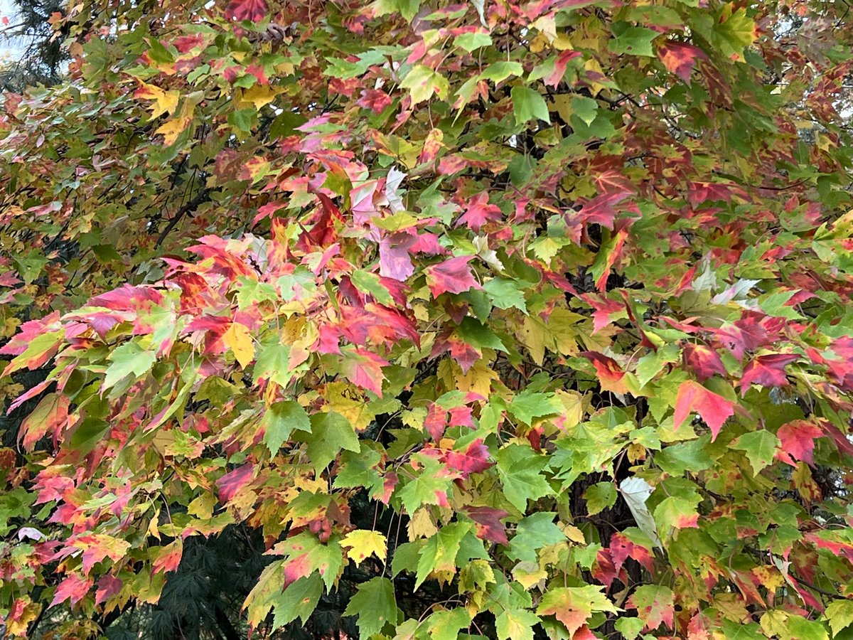 Come celebrate Fall at the Lancer Band Fall Concert tomorrow night. October 26 at 7:00 pm in the John Lewis HS auditorium!