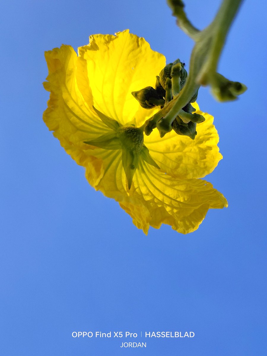 JordanMacadaeg's tweet photo. Hello sunshine!🌼🌿
#ISeeOPPO #ShotonOPPO
#OPPOStreetview #OPPOReno8Series #ThePortraitExpert
#ReinterpretYourMoments
#OPPOLookUp #OPPOPadAir
#InspirationAhead #OPPOAmbassadors #OPPOFootprints
#OPPOSummer #EmpowerEveryMoment https://t.co/J3ArFo5pRm
