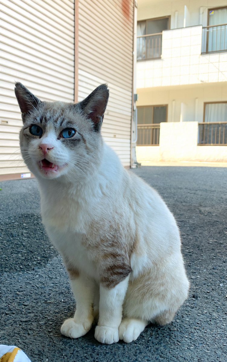 icdttto1224's tweet photo. 😸今日のモドキ君

半野良半保護だけど、
どことなく気品がある😁

20221027

🐈‍⬛🐈🐈‍⬛🐈🐈‍⬛🐈🐈‍⬛🐈🐈‍⬛🐈
＃保護猫活動支援プロジェクト
＃CatHubProject
🐈‍⬛🐈🐈‍⬛🐈🐈‍⬛🐈🐈‍⬛🐈🐈‍⬛🐈

#尾道　#保護猫活動　#保護猫
#猫好き　#猫���#保護猫と暮らす
#猫好きと繋がりたい　#猫のいる暮らし https://t.co/h7KFl9GoMz