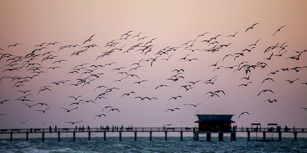 G Christopher Photos (@gchrisphotos) on Twitter photo New artwork for sale! - "Birds over Pier " - fineartamerica.com/featured/birds… <a href="/fineartamerica/">Fine Art America</a> New artwork for sale! - "Birds over Pier " - fineartamerica.com/featured/birds… <a href="/fineartamerica/">Fine Art America</a>