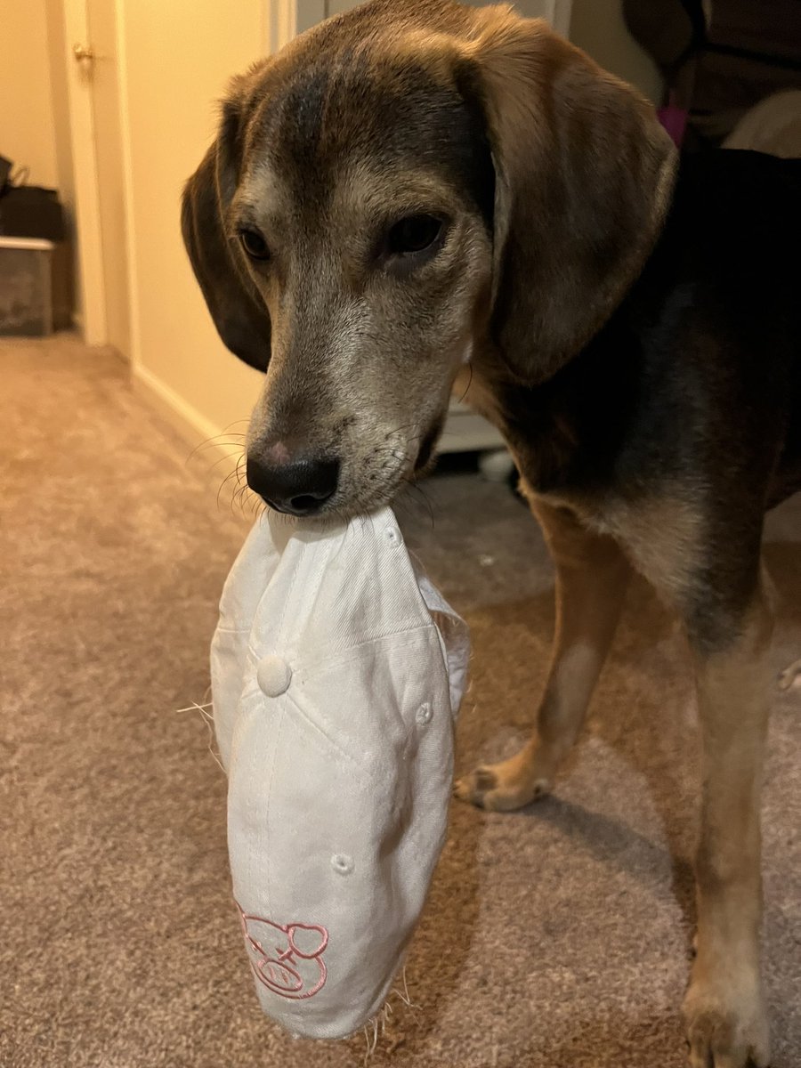 KayleeSomji's tweet photo. Finally found a perfect way to use my @shanedawson hat…

A new chew toy 🥰 https://t.co/FgOagPEbim