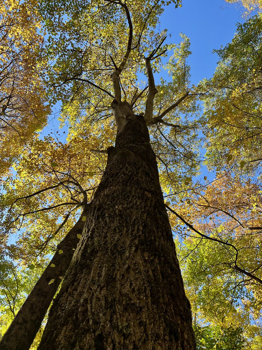 Towering Trees
#smokymountains #trees #photography