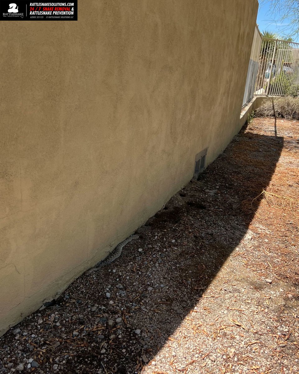 A rattlesnake was found trying hard to get into this backyard. Thankfully, we'd installed Rattlesnake Fencing there, and it had to keep on going. More information on Rattlesnake Fencing: buff.ly/39o8M5U