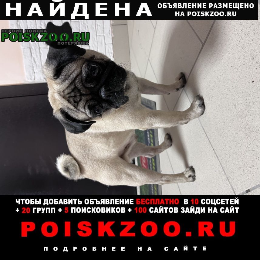 Найдена собака кобель Омск Подробнее по ссылке: poiskzoo.ru/165254 Найдена собака, кобель, на вид около года, нашли в Амуре, район .. Амурской ГСК .. #Найдена_собака #НайденаСобака #НайденасобакаОмск #Мопс #Найдена_собака_Омск