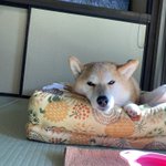 ツイートに含まれる画像