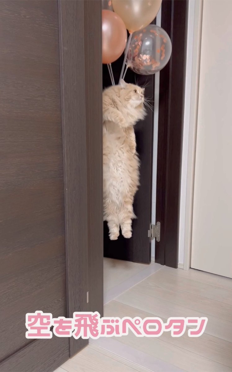 浮いていく時の悟り顔が愛おしい🥹💗✨

youtube.com/shorts/V-A9Wa4…