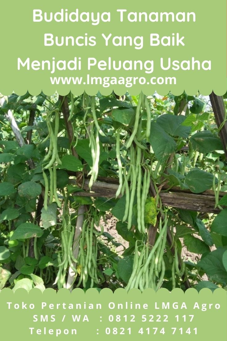 LMGAAgro's tweet photo. Budidaya Tanaman Buncis Yang Baik Menjadi Peluang Usaha. 08125222117 SMS/WA. Toko LMGA Agro Online jual benih tanaman buncis kualitas terbaik dengan harga murah. tanaman, buncis, benih, sayur, pertanian. #LMGAAGRO #Benih #Buncis #Tanaman #Pertanian https://t.co/0fHgI7HTPY https://t.co/Sn1kEMhasH