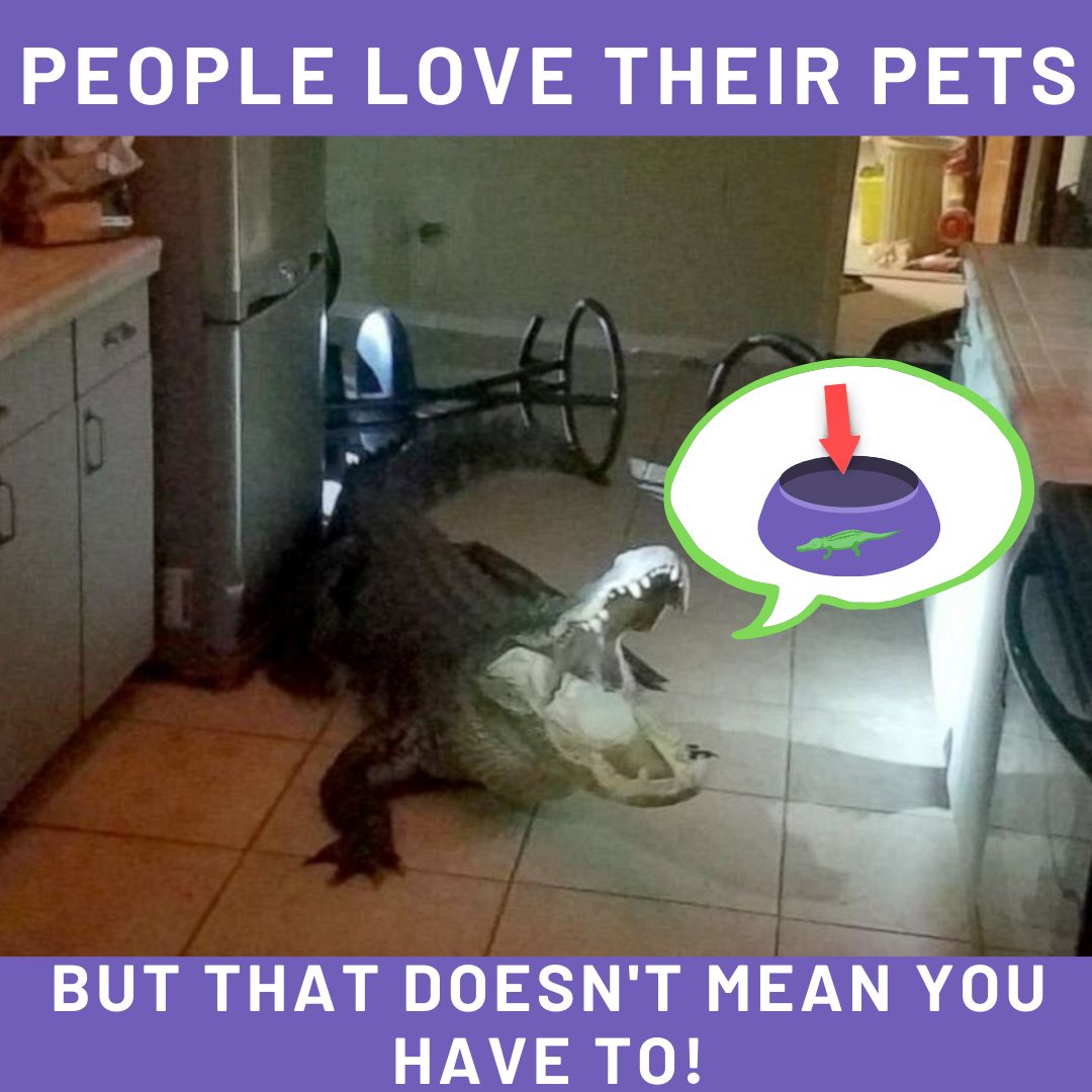 ECG_Management's tweet photo. It's important to set the rule about pets in your rental agreement. YOU choose what kind of pets you allow in your property! Like and follow for more tips 🐊

#Tips #PropertyManager #Pets #RentalHome #LeaseAgreement https://t.co/1dmZlJCgFS