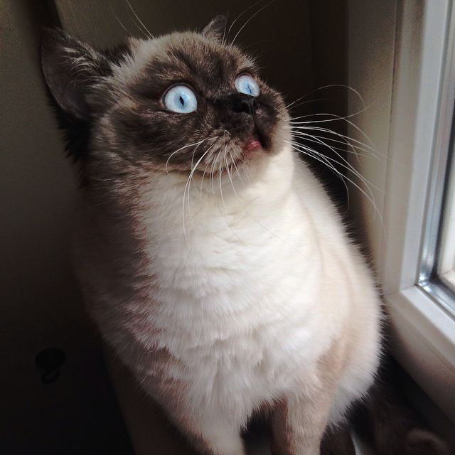 smilefilth's tweet photo. My cat is great. https://t.co/8yneEjoCfS