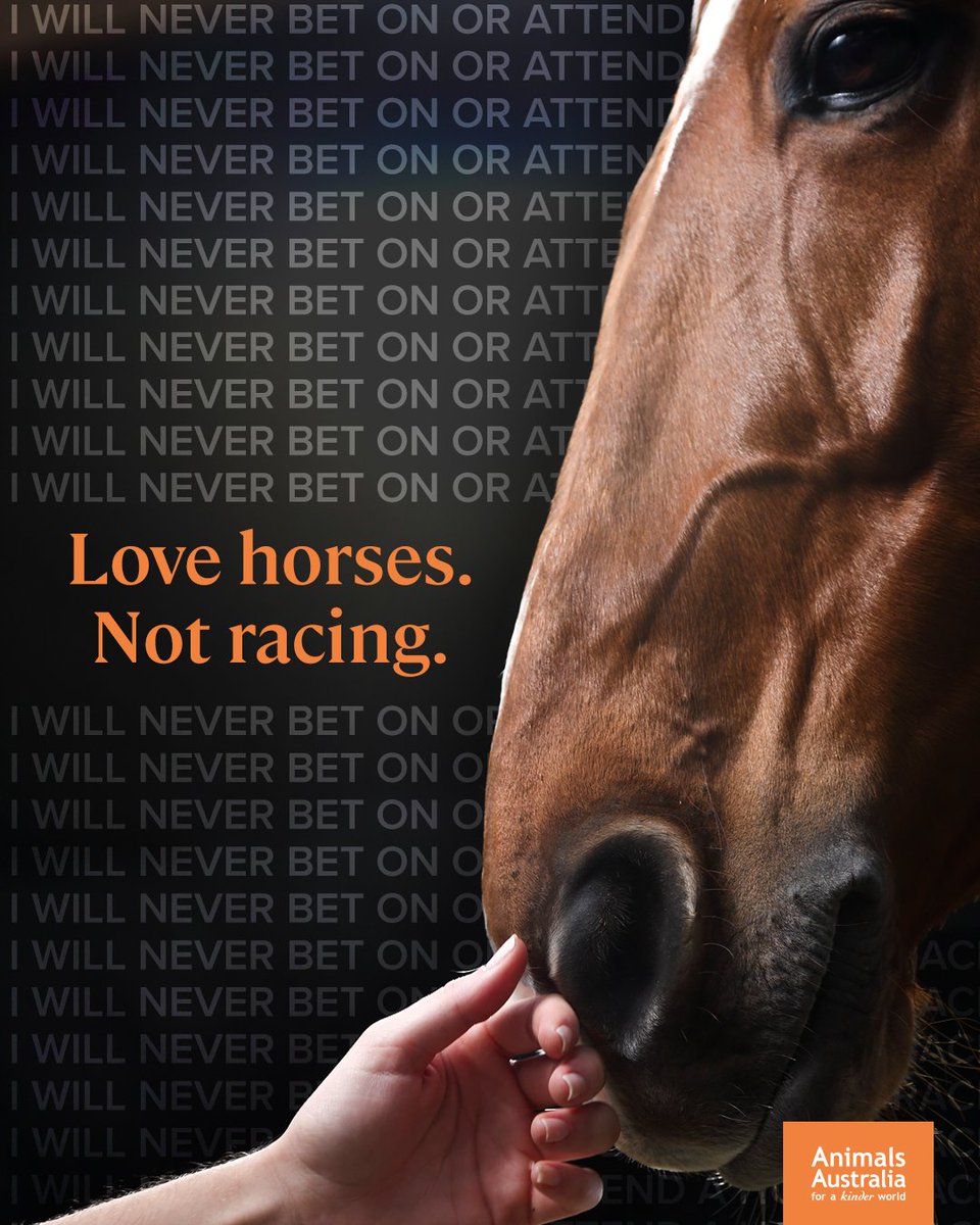 AnimalsAus's tweet photo. Be the change:
🐴 Never bet on or attend a horse race
🐴 Follow @hrseracingkills, who campaign for horses all year round
🐴 Support horse rescue groups and animal sanctuaries
🐴 Say Nup to the Cup - this year and always!

❤️ Love horses. Not racing. https://t.co/2CHvr8Y9wP