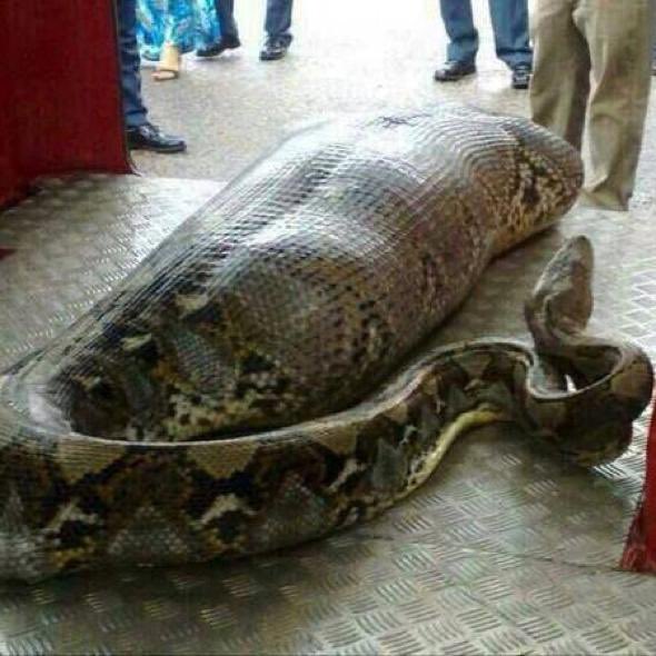 onhoodlum's tweet image. BREAKING: A missing grandma’s body was found inside a python swallowed whole 😳‼️
