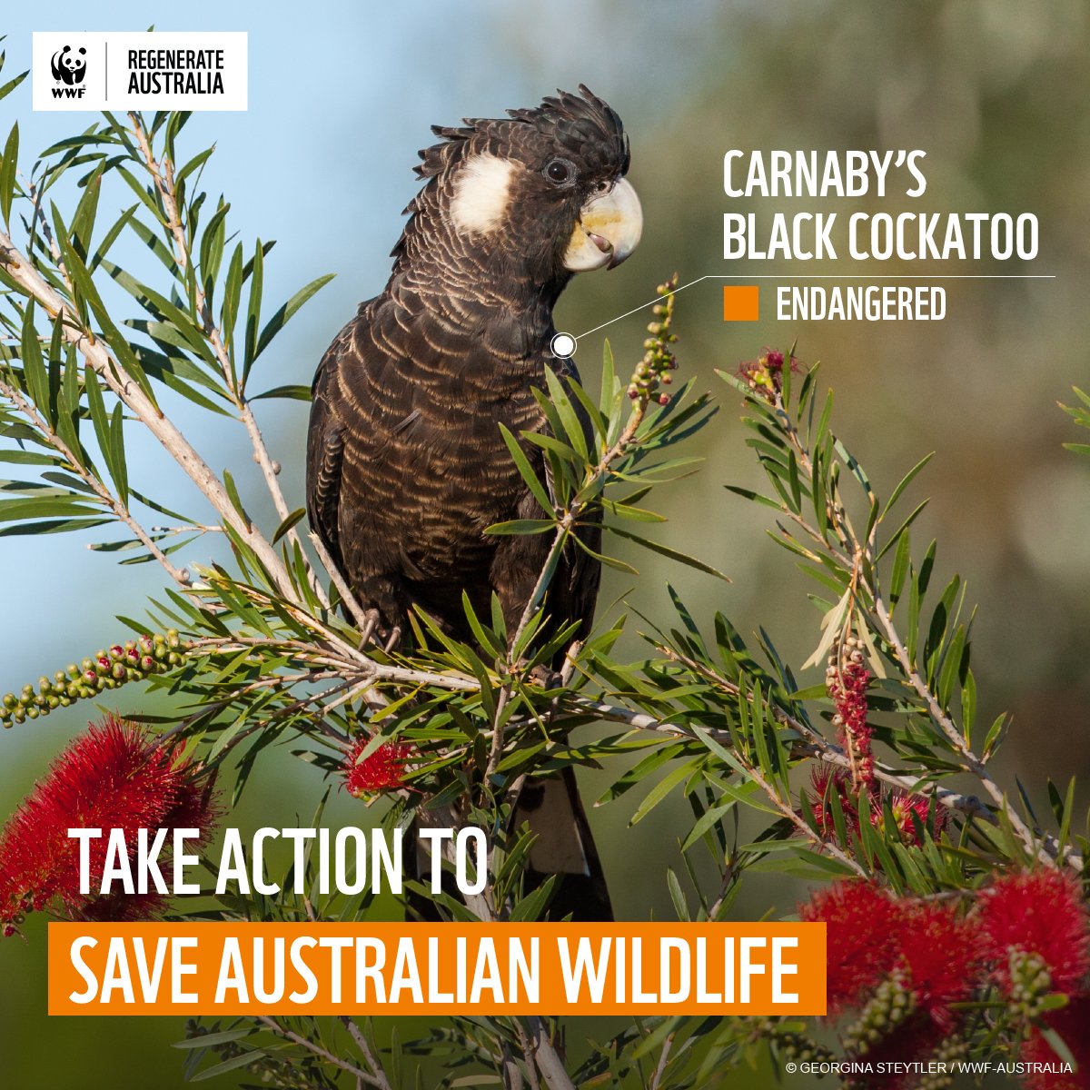 Also known as the short-billed cockatoo, males and females can be distinguished by the colour of their beaks! Females have white beaks and the males have black. Send a message to demand stronger nature laws to protect wildlife: wwfau.org/protect-wildli…