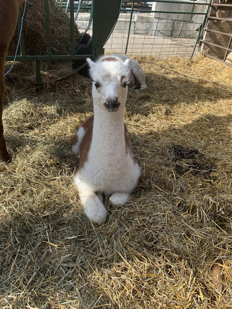 Jill Parry tweet media