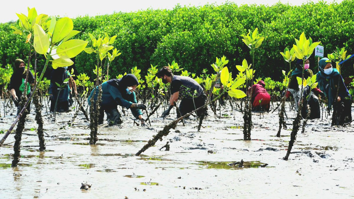 BambangSugihA1's tweet photo. Menanam pohon berjuta manfaat...
Yuk perbanyak tanam tanaman bermanfaat
Salah satunya Tanaman Mangrove ini

Ayo isi kolom Comment manfaat Mangrove apa saja

#weloveprobolinggo 
#welovecities 
#majenganberlari 
#kecamatanmayangan 
#kelurahanwiroborang https://t.co/1spXZfkNmz