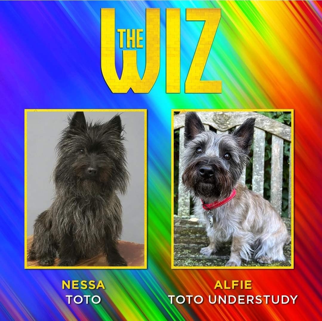 In case you need another reason to see The Wiz... 🐶 (Playing November 19 - December 23!) Excited to introduce Nessa and Alfie, the sweet pups playing Toto! Nessa and Alife were rescued by guardian and trainer Bill Berloni. Get tickets today at 5thavenue.org.