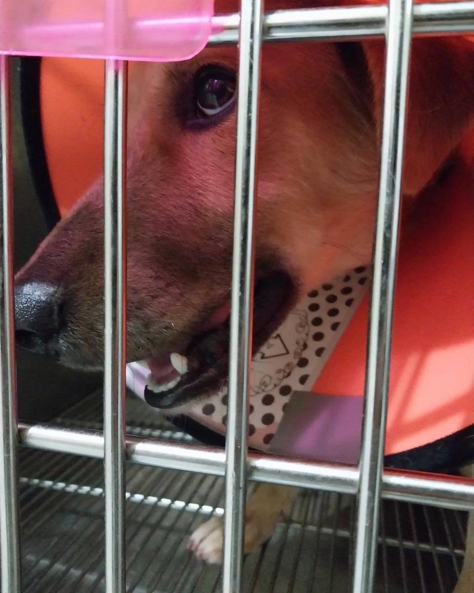 pawssionproject's tweet photo. MILO UPDATEβΌοΈ
1st surgery done & we can already see a happier/more active Milo. We will continue to keep you posted and we really hope that people will be more mindful of the other creatures that live in this planet. Please #brakeforanimals. https://t.co/EukciBSwgq