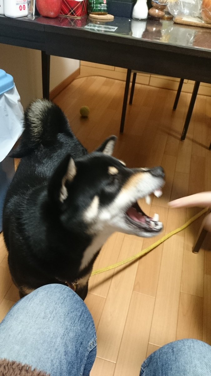TfRoWraEhVTh9kV's tweet photo. おはようございます☀
母のスマホからお宝4コマ漫画を発見しました✨
【柴犬の逆鱗に触れる】 https://t.co/pr7GXpkOFf